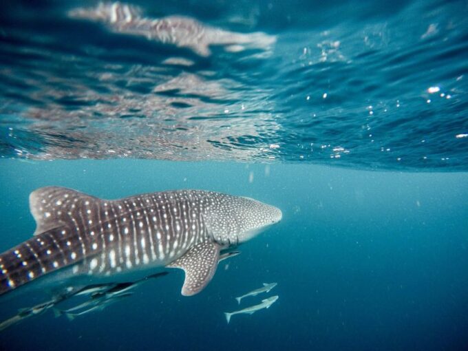 From Phuket: Full-Day Similan Island Scuba Diving Day Trip - Frequently Asked Questions