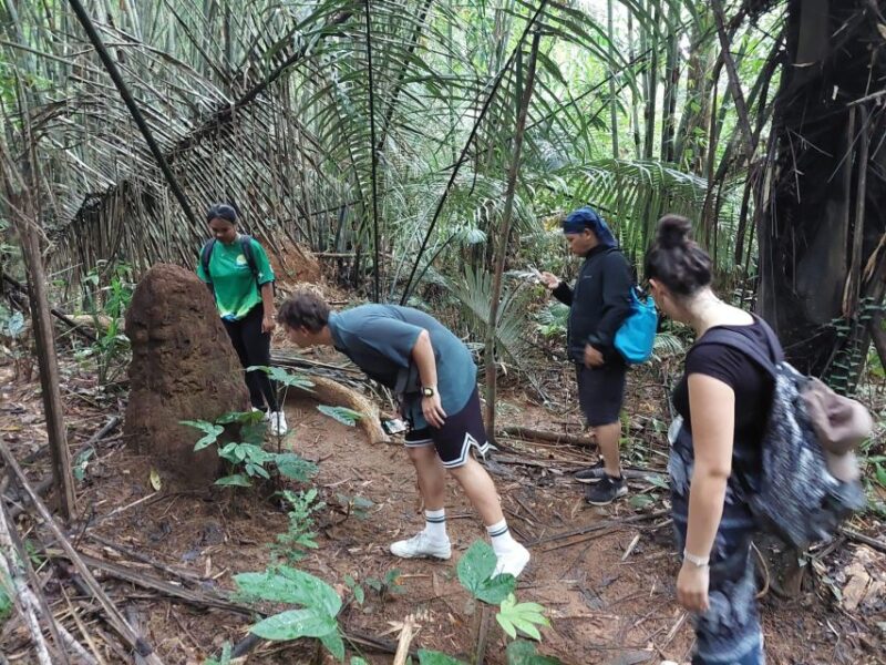 From Phuket: Guided Rainforest Hike With Lunch - Itinerary and Experience