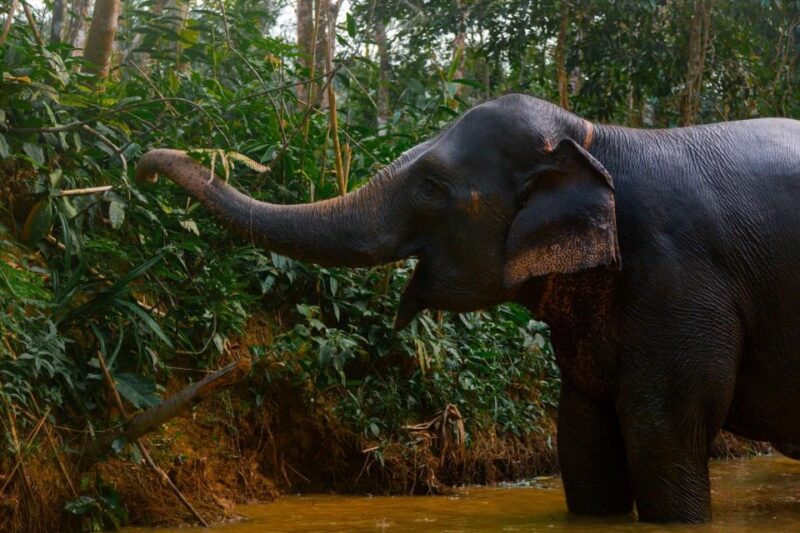From Phuket: Khao Lak Elephant Sanctuary Full-Day Tour - Key Points