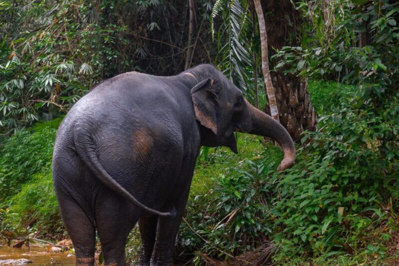 From Phuket: Khao Lak Elephant Sanctuary Full-Day Tour - Inclusions and Essentials