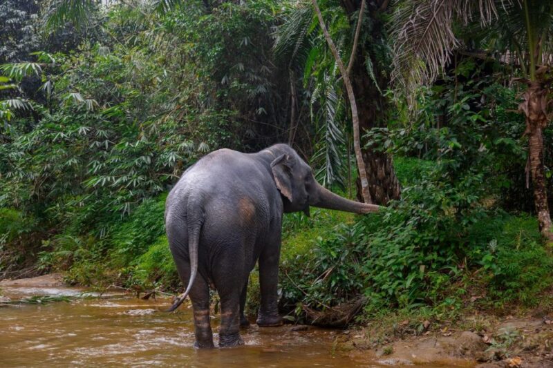 From Phuket: Khao Lak Elephant Sanctuary Full-Day Tour - Customer Reviews and Ratings
