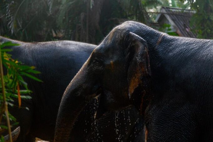 From Phuket: Khao Lak Elephant Sanctuary Full-Day Tour - Frequently Asked Questions