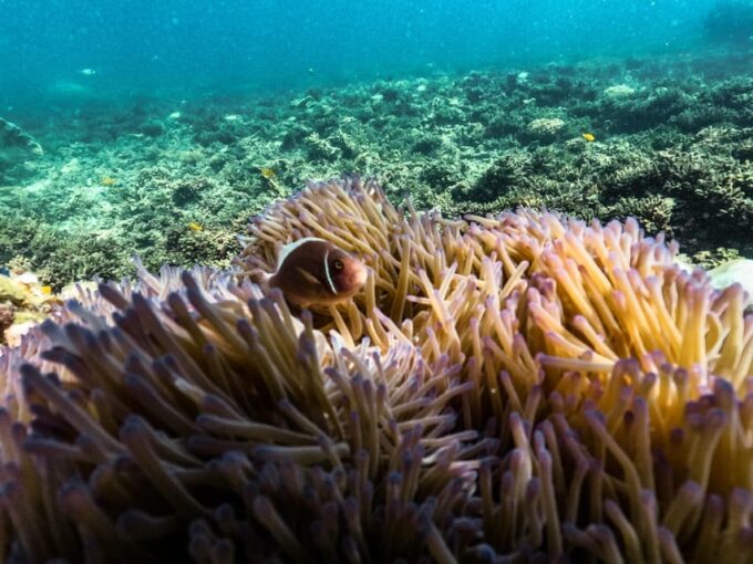 From Phuket: Lazy Snorkel & Explore at Bamboo & Phi Phi - Sightseeing Highlights