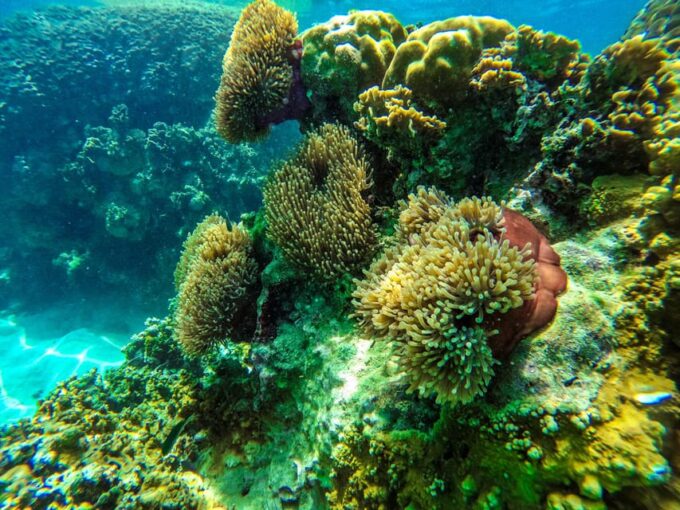 From Phuket: Lazy Snorkel & Explore at Bamboo & Phi Phi - Pricing and Booking