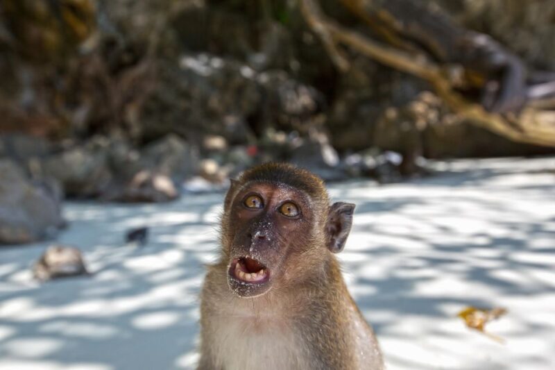 From Phuket Or Khao Lak: Phi Phi Islands Early Bird Tour - Included Amenities