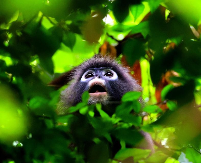 From Phuket: Private Day Trip to Khao Sok With Longtail Tour - Inclusions