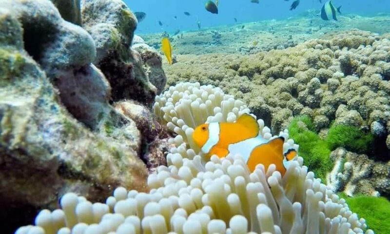 From Phuket: Similan Islands Day Trip - Final Thoughts on the From Phuket: Similan Islands Day Trip