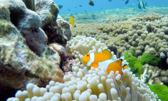 From Phuket: Similan Islands Day Trip - Booking and Cancellation