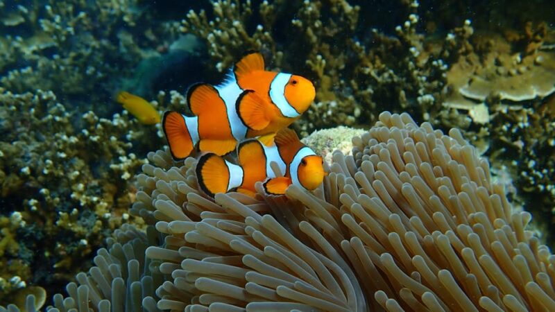 From Phuket: Surin Islands Snorkeling Day Trip With Lunch - Pricing and Island Fee