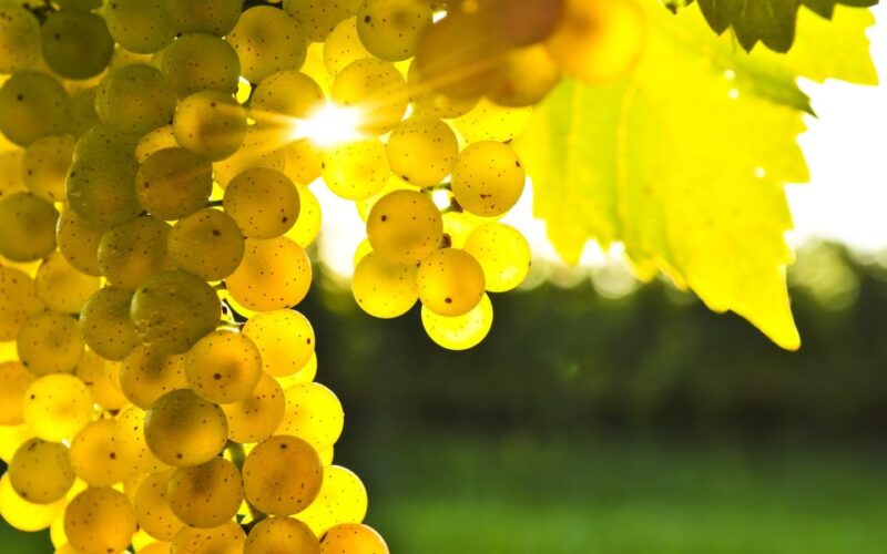 From Picton: Marlborough Wine Trip Shore Excursion - Included and Restricted