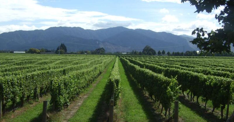 From Picton: Marlborough Wine Trip Shore Excursion - Wineries and Tastings