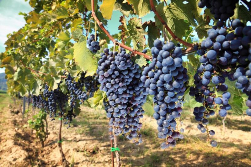 From Pisa or Lucca: Half-Day Tuscany Chianti Wine Tasting - Key Points