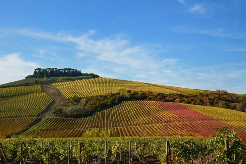 From Pisa or Lucca: Half-Day Tuscany Chianti Wine Tasting - Customer Ratings and Feedback
