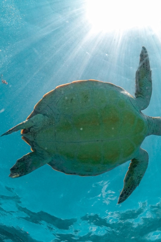 From Playa Del Carmen: Cenote and Swimming With Sea Turtles - Key Points