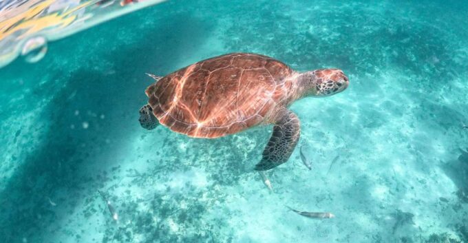 From Playa Del Carmen: Cenote and Swimming With Sea Turtles - Tour Inclusions