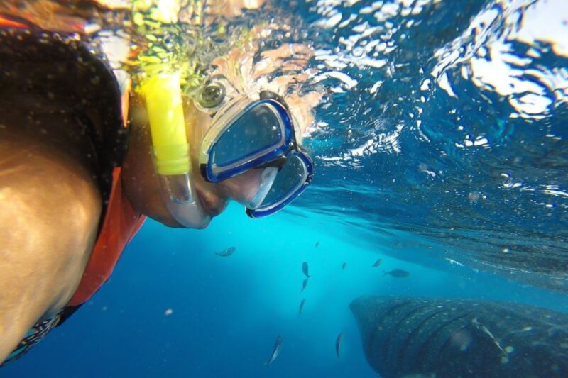 From Playa Del Carmen: Whale Shark Tour - Itinerary and Experience