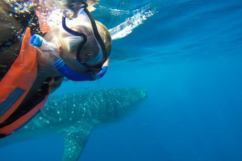 From Playa Del Carmen: Whale Shark Tour - Inclusions and Requirements