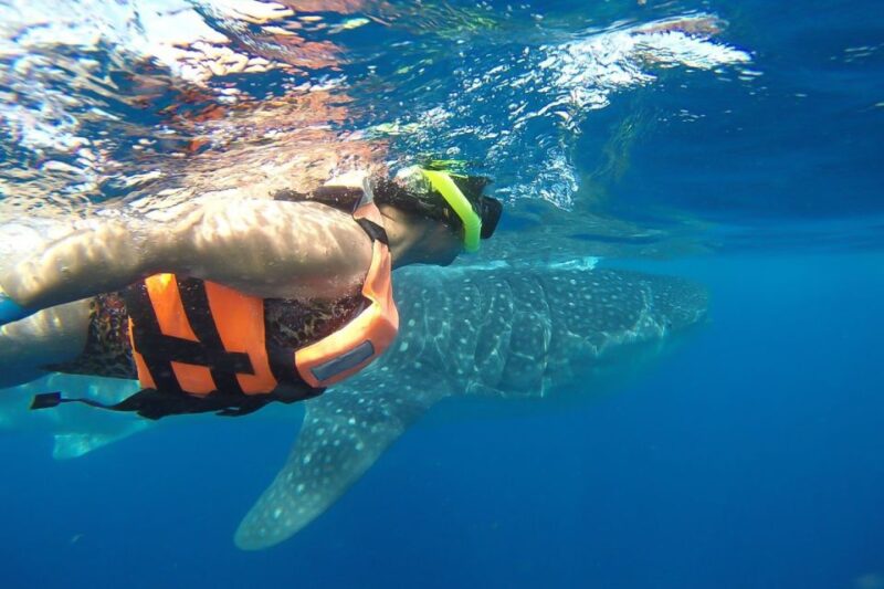 From Playa Del Carmen: Whale Shark Tour - What to Bring and Restrictions