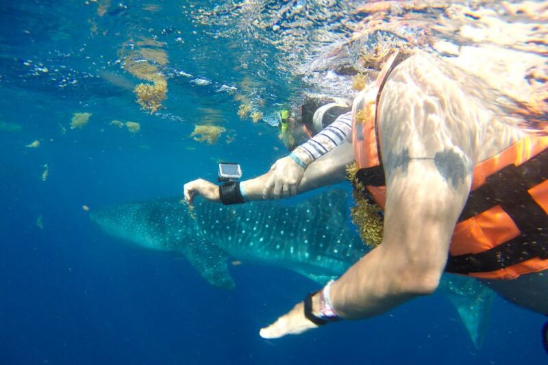 From Playa Del Carmen: Whale Shark Tour - Whale Shark Encounters
