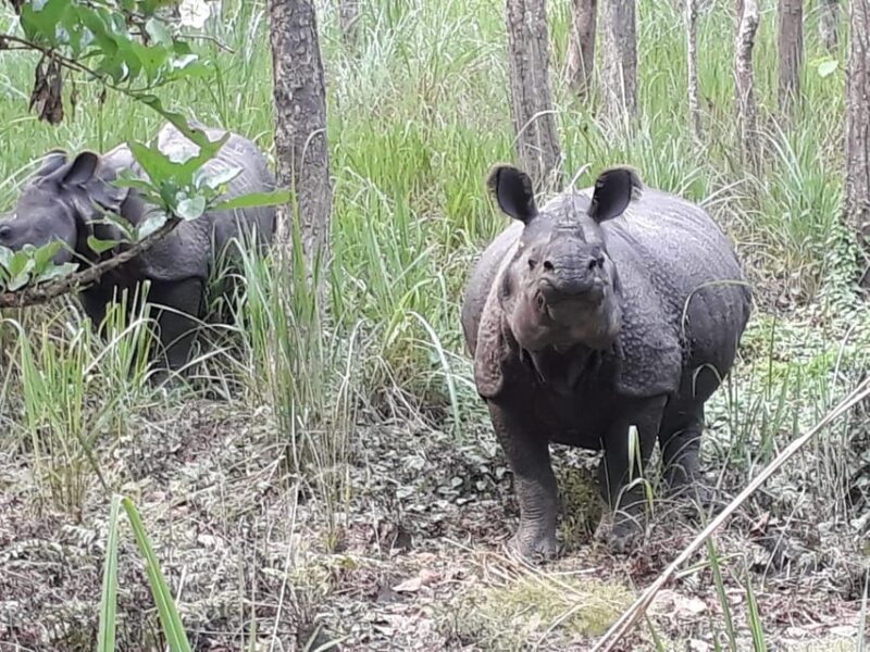 From Pokhara: 2-Day Chitwan National Park Safari Tour - Key Points
