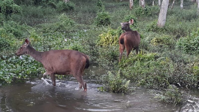 From Pokhara: 2-Day Chitwan National Park Safari Tour - Important Considerations