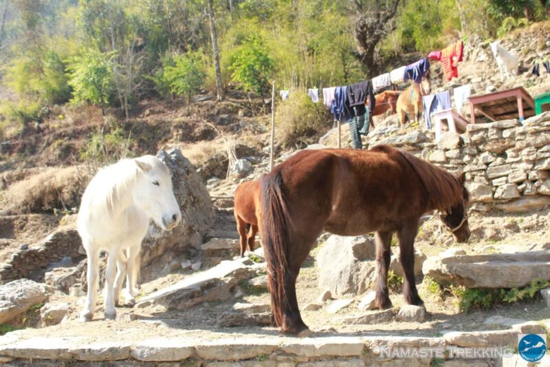 From Pokhara: 2-Day Short Poon Hill Trek - Day 2: Pre-sunrise Hike