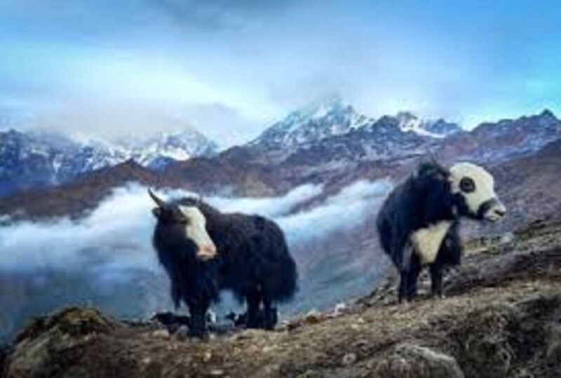 From Pokhara: 2 Night 3 Day Amazing Khumai Danda Trek - Panoramic Mountain Vistas