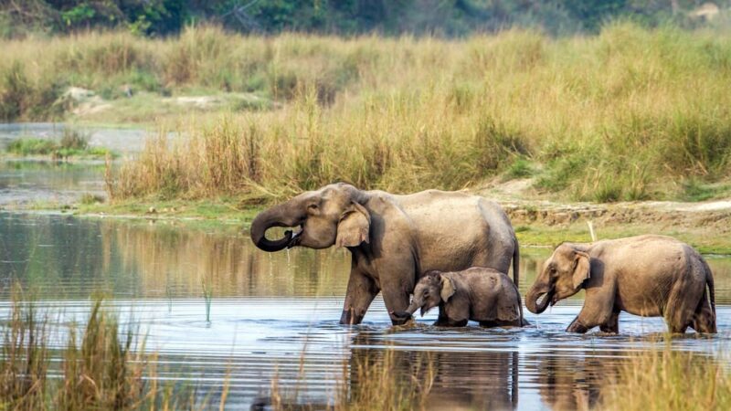 From Pokhara: 2 Night 3 Day Chitwan Wildlife Jungle Tour - Cancellation Policy