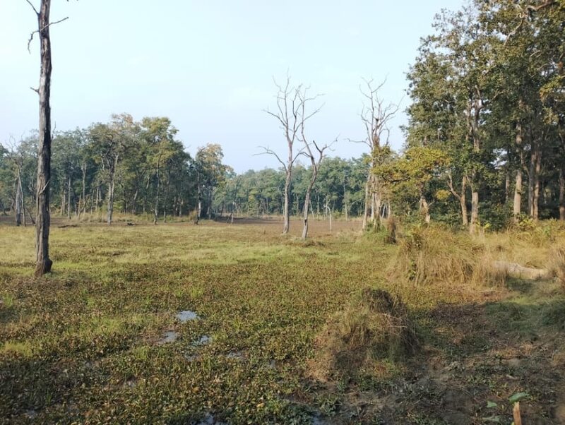 From Pokhara: 3 Day 2 Night Wildlife Chitwan Tour Package - Pricing and Booking