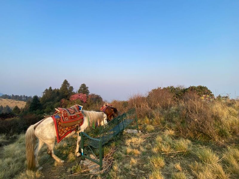 From Pokhara: 3 Day Short Poon Hill With Thapla Danda Trek - Important Information