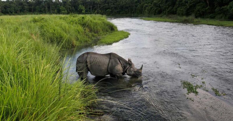From Pokhara: 3-Days Chitwan Safari Tour With Hotel Transfer - Itinerary Highlights
