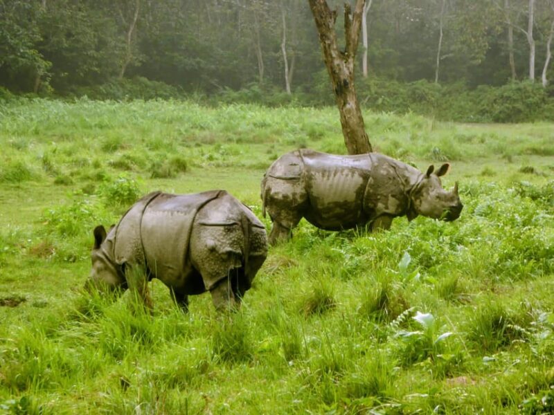 From Pokhara: 3-Days Chitwan Safari Tour With Hotel Transfer - Wildlife and Cultural Experiences