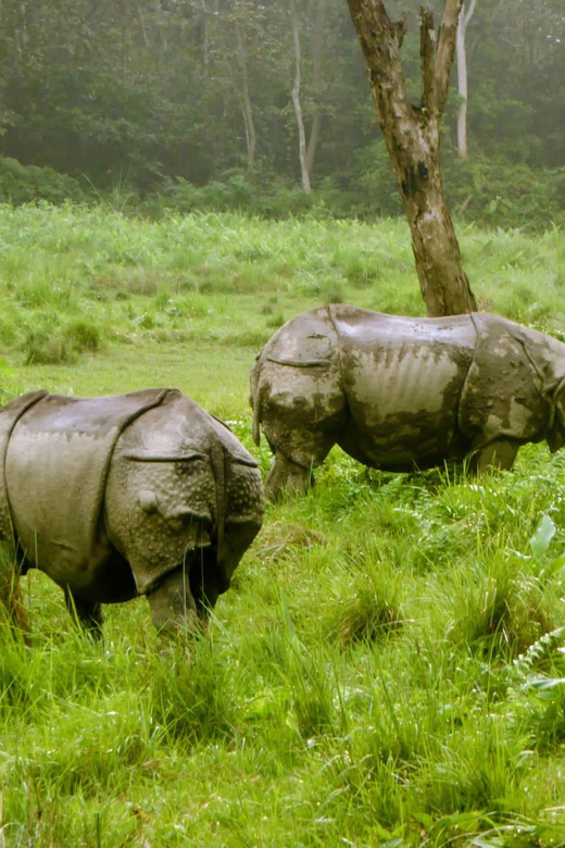 From Pokhara: 3-Days Chitwan Safari Tour With Hotel Transfer - Accommodation and Meals