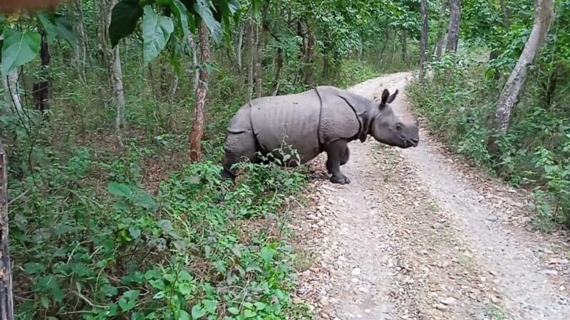 From Pokhara: 3-Days Chitwan Safari Tour With Hotel Transfer - Transportation and Logistics