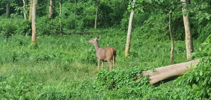 From Pokhara: 3-Days Chitwan Safari Tour With Hotel Transfer - Important Recommendations