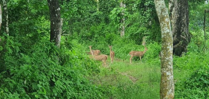 From Pokhara: 3-Days Chitwan Safari Tour With Hotel Transfer - Frequently Asked Questions