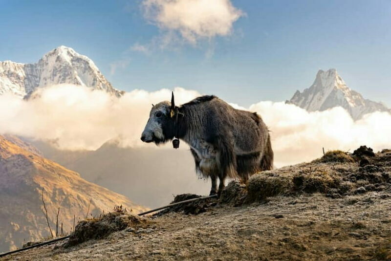 From Pokhara: 4-Day Mardi Himal Base Camp Trek - What’s Included and What to Expect