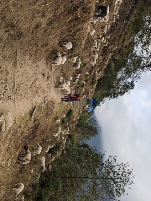 From Pokhara: 5-Day Annapurna Base Camp Trek - Transportation and Accommodation