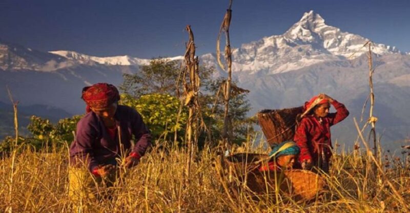 From Pokhara: Guided Day Hike With Annapurna Panoramic View - Key Points