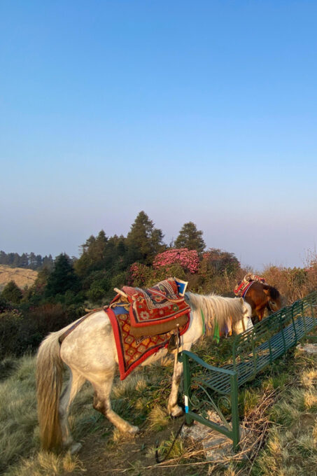 From Pokhara: Poon Hill Day Tour With Short Hiking - Best Seasons