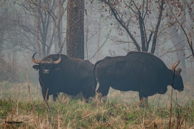 From Pokhara: Private 3-Day Chitwan Jungle Safari Tour - Wildlife and Cultural Immersion