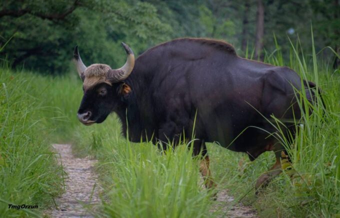 From Pokhara: Private 3-Day Chitwan Jungle Safari Tour - Inclusions and Exclusions