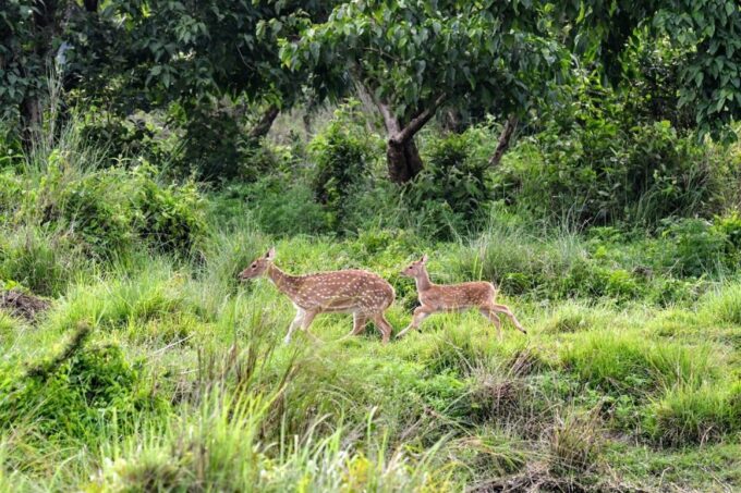 From Pokhara: Private 3-Day Chitwan Jungle Safari Tour - Customer Feedback