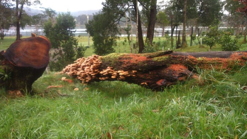 From Ponta Delgada: Furnas Lake Shore 4x4 Guided Day Trip - Tour Itinerary