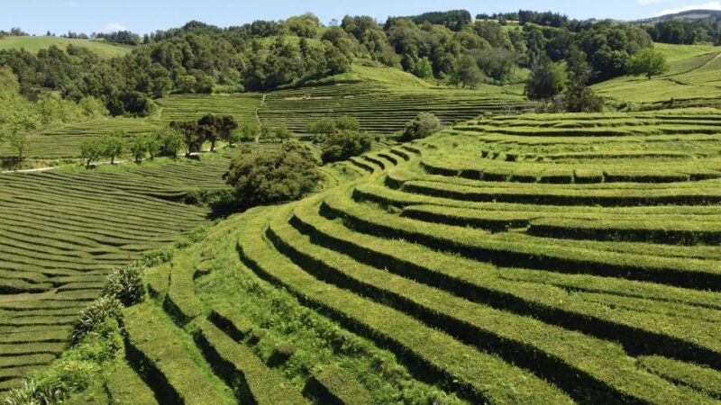 From Ponta Delgada: Furnas Lake Shore 4x4 Guided Day Trip - Activity Highlights