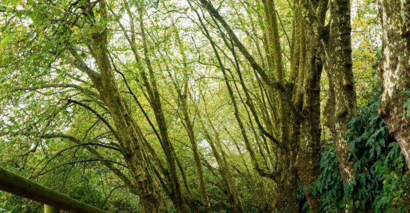 From Ponta Delgada: Guided Walking Tour to Salto Do Cabrito - Inclusions and Exclusions