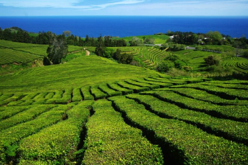 From Ponta Delgada: Lagoa Do Fogo & Hot Springs Day Trip - Scenic Crater Lake