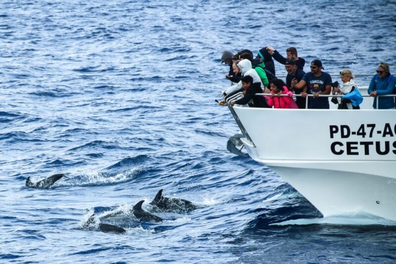From Ponta Delgada: Whale and Dolphin Watching Trip - Whale and Dolphin Sightings