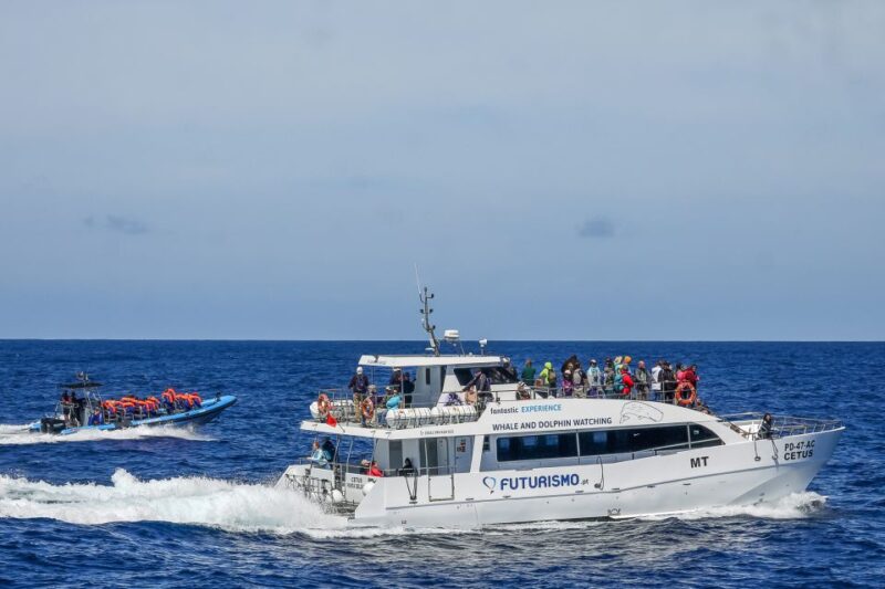 From Ponta Delgada: Whale and Dolphin Watching Trip - Seasonal Highlights