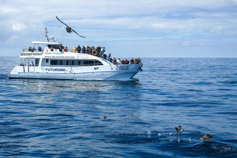 From Ponta Delgada: Whale and Dolphin Watching Trip - Boat Options and Safety